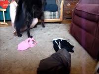 Black mutt for a lustful redhead